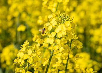 Da die Ukraine durch den russischen Angriffskrieg im Frühjahr 2022 als größter Exporteur von Rapshonig ausfällt, kann es zu Engpässen bei Bienenhonig kommen.