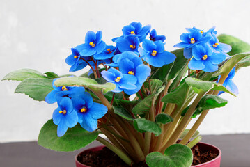 Blooming blue violet in a pot. Spring blooming flowers. Viola Home flowers. Gardening