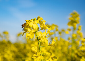 Wenn der Raps Ende April bis Anfang Mai in Vollblüte steht, summt und brummt es in den Rapsfeldern von den vielen Bienen, Hummeln und anderen Insekten. 