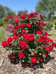 bouquet of red roses