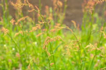 畔に咲くのスイバの花