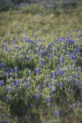 Naklejka premium bluebonnets