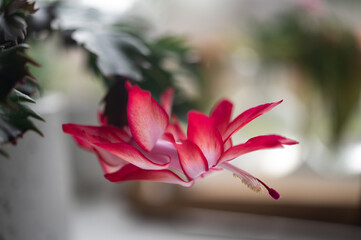 Fototapeta premium spring cactus