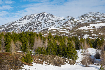 Winter day in the forestry area of Haukafell in Iceland