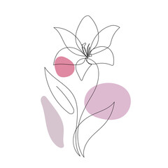 lily line art illustration