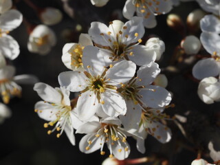 blackthorn or sloe Prunus spinosa, in bloom on the island of Hiddensee, Germany