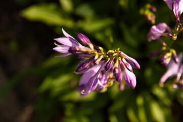 Sunset over purple flowers in wild nature. Close up flowers