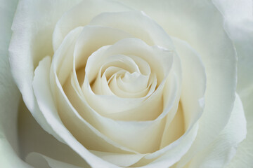 White rose flower blooming, top view close up.