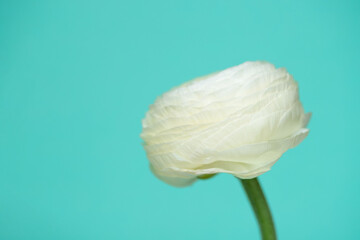 Fototapeta na wymiar White ranunculus flower in full bloom against blue background, close up. Copy space for text.