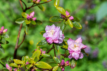Beautiful rhododendron flowers in the park on the lawn. Blooming rose bush in the garden