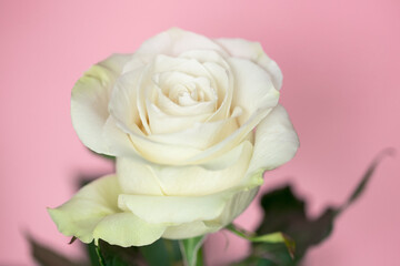 White rose on pink background.