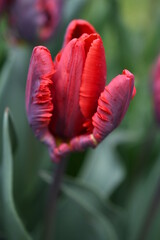 Czerwony papuzi tulipan - obrazy, fototapety, plakaty