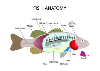 illustration of biology and animals, Fish anatomy, morphology of fish, aquatic animals, the fish's body © Watthana Tirahimonch