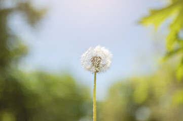 Dandelion grows on a green field in spring. Natural white flower.