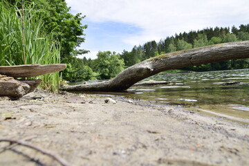 An old tree on the shore of the Lake. Ulyanovsk, Russia