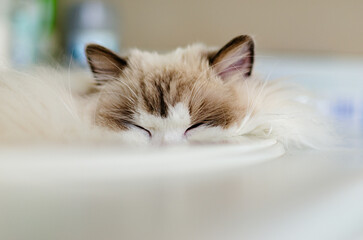 Sleeping Ragdoll Cat With Eyes Closed