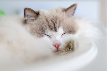 Sleeping Ragdoll Cat With Eyes Closed