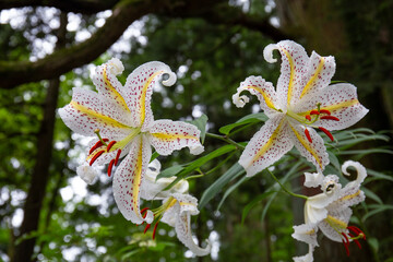二輪の大輪のヤマユリの花