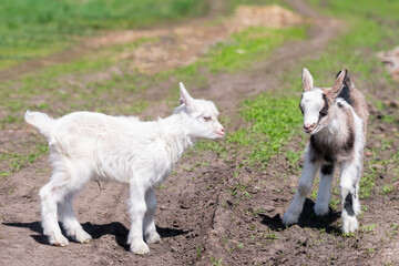 Naklejka na ściany i meble baby goat kids stand in long summer grass