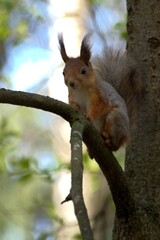 squirrel on a tree