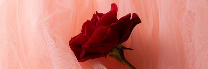 Blossom red rose on a delicate pink tulle background
