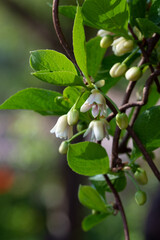 Blooming medicinal lemongrass. Schisandra chinensis.