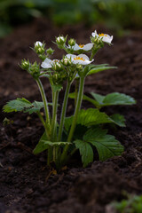 Flowering bush of wild strawberry in the garden. Close up.