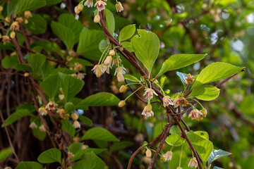 Blooming medicinal lemongrass. Schisandra chinensis.