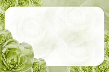 bottom left corner, three green rose flowers on white curved corner rectangle on blur green rose flowers background, nature, object, banner, template, copy space