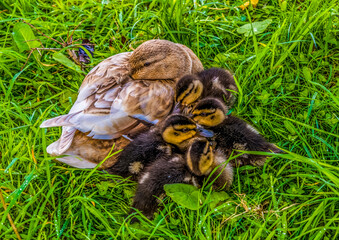 Mother with young