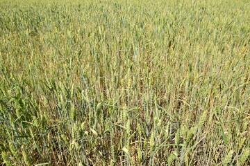 A field of flowering wheat. Ulyanovsk, Russia