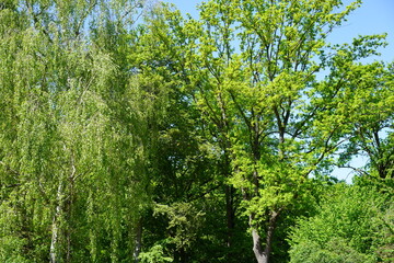 Verschiedene grüne Laubbäume im Frühling bei Sonnenschein vor blauem Himmel im Tiergarten in Berlin