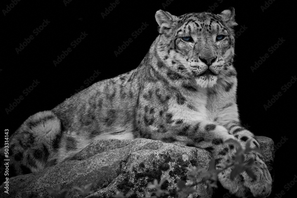 Wall mural close-up of a snow leopard (panthera uncia) lying on a rock and isolated on a dark black background