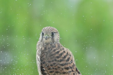 Close up detail head of young common kestrel  