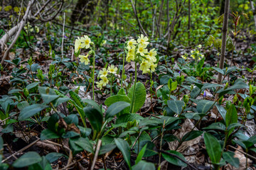 Flowering true oxlip (Primula elatior) plant