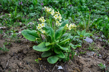 Flowering true oxlip (Primula elatior) plant