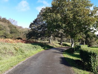 Castaños en un paraje de Galicia