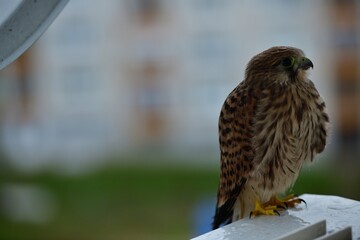 The Common kestrel sits on the ledge of the balcony near the living people