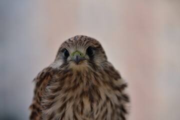 Close up detail head of young common kestrel  