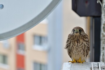 European kestrel sitting on the edge of a balcony in the background of apartment buildings
