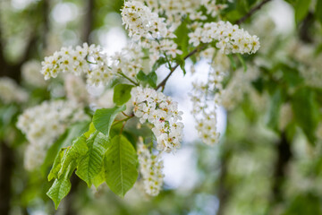 blooming lilac flower