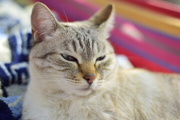 The cat's contented muzzle. Ulyanovsk, Russia