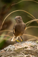 Close-up of a large chalk-browed mockingbird perched on a bush, to the right of the image. The bird is looking to the left of the image.