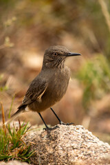 Fototapeta premium Close-up of a large chalk-browed mockingbird perched on a bush, to the right of the image. The bird is looking to the left of the image.