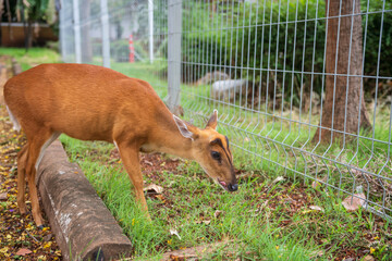 Cute red deer licking to eat grass at zoo