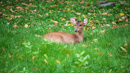 Portrait of little cute deer on green grass lawn