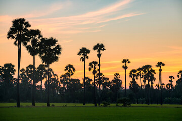 Silhouette sugar palm trees and paddy rice field at dusk