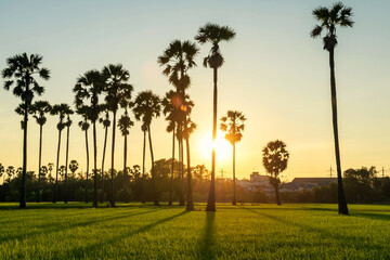 Obraz premium sugar palm trees and paddy rice field at sunset with light shade