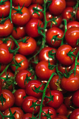 Many tomatoes on a branches close up