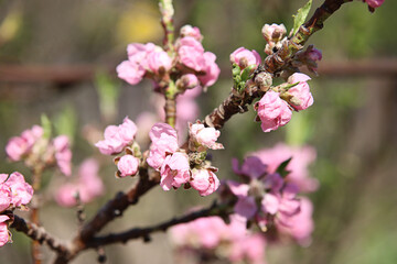 Fototapeta na wymiar Beautiful closeup cherry blossom in the spring